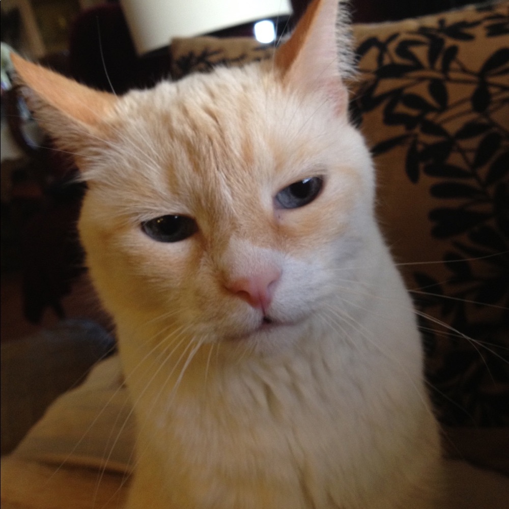 Meet your Posher, Annie